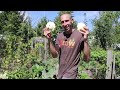 Wonderful Fall Garden Harvest, Sustainable Backyard Gardening