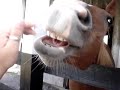 Messing with horses