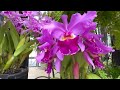 Longwood Gardens Entire Walkthrough! No Music! Conservatory, Outdoor Gardens & Fountains! PA!