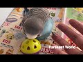 [鸚鵡の森 Parakeet World] Kit皇の生活秘聞 颱風天，大家最想看到的👇🏻😅 by Kitkit