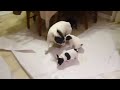 French bulldog playing with his pups