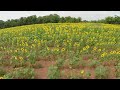 FPV At McKee-Beshers Sunflowers in Maryland