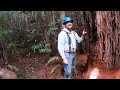Taming the Titans: Day 3 Redwood Falling & Bucking