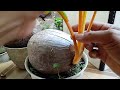 Perawatan Rutin Bonsai Kelapa Gading Oren@fakihbonsai309