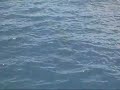 Dolphin Jump in Maui