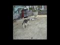 When Cats Are So Silly 😹 I will die laughing 🐱 Best Funny Animal Videos 🤣