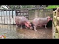 Baby farm animal moments: Anteater, Rabbit, Tiger, Woodpecker, Polar Bear & Pig - Animal Sounds