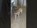 Benny and Marley playing chase in the kitchen