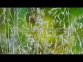 Clarity - Beautiful relaxation, meditation and focus music | 4K video