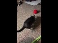 Cat playing with yarn ball
