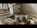 21 Minute Budgies Sounds, Budgies Feeding Time Relax ASMR HD 4K 60FPS