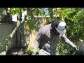 HOW TO TRIM TRUMPETER BELL #trim #pruning #backyardgarden #viral #grapevine #viralvideo #garden #yes