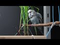 Parrot scream - I'm here