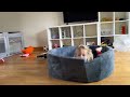 Adorable Baby Boy And Malamute Puppy Play Rough Together! (Cutest Ever!!)