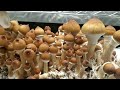 Spore To Flush - All In One Mushroom Bag | Complete Beginner's Guide To Growing Mushrooms