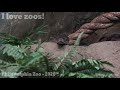Philadelphia Zoo Reticulated Python Head Visible