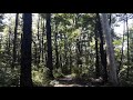 Birdsong in Lewis Pass