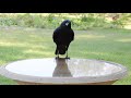 A crow calling friends in to join him for a drink