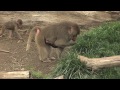 Meet Kodee, Oakland Zoo's newest baby hamadryas baboon