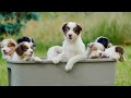 Baby Animals 4K - Shining A Light On The Cutest Moments In Baby Animal Life With Relaxing Music