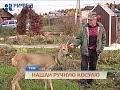 В Пермском крае к грибникам прибилась потерявшаяся косуля