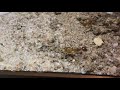 Camponotus fragilis Enjoying a byFormica Liquid Feeder