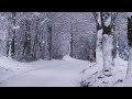 snow in Europe | Germany snow  | snow #walking