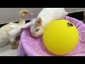 Wow!Cat invites rooster and duck to help take care of kittens, rabbit comes uninvited😂 .Cute animals