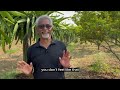 Mastering the Art of Organic Dragon Fruit Farming: Essential Tips for Successful Dragonfruit Growing