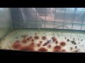 Iven Betta Farm Visit