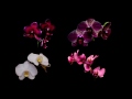 Daniel Wulf - ORCHIDS: