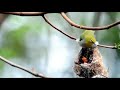 Mother Saves Baby bird which is about to Fall | Silver eye | Bird videos | Pelci bird, Kocomoto bird