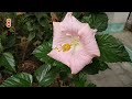 🌺🏵️💮🌸🌼8 Types of colorful Hibiscus flower blooming in a same day