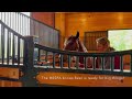 'word from the herd' visits Horses with Hope in Hope, Maine