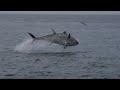 UNBELIEVABLE Giant Bluefin TUNA chasing Garfish in South Devon!