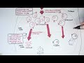 Immunology - Adaptive Immunity (B cell Activation, Hypermutation and Class Switching Overview)