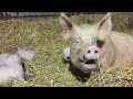 One week on: find out how Mum and her piglets are settling in …