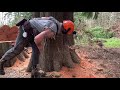 flood plane tree felling, part 2 , decayed large cedars