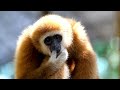 Marvelous Monkeys: Nature's Playful Wonders! #monkeys #animals #trending #funny #funnyvideo #fun