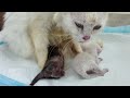 First Moments of Three Adorable Newborn Kittens in a Loving Home.