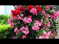 Amazing Walking in a Yokohama Park Filled with Graceful Roses japan 4k 2024 バラが満開の山下公園 横浜 薔薇