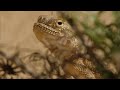 Exploring the Caucasus: Europe and Asia's Natural Bridge | Extra Long Documentary