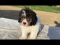 Teddy bear puppy waiting to go home