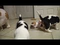 Basset Hound Puppies Meet Family For First Time! Cute!