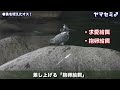 ヤマセミと野鳥たちの感動のストーリー！初夏の水辺で野鳥観察～