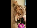 Raedi’s Kittens… 2 months old, with their new tower