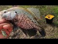 2024 April CRAPPIE FISHING! Small Bridge & Tree Top Action!