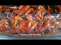Just Bought 1000 Koi Fish: A Beginner's Guide to Caring for Baby Koi Fish