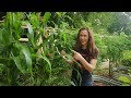 Why you should grow baby corn