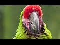 Macaw and Sun Conure | Most Colorful Birds In 4K UHD | Birds Sound